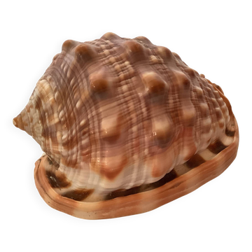 Mini shell cypraea cassis rufa