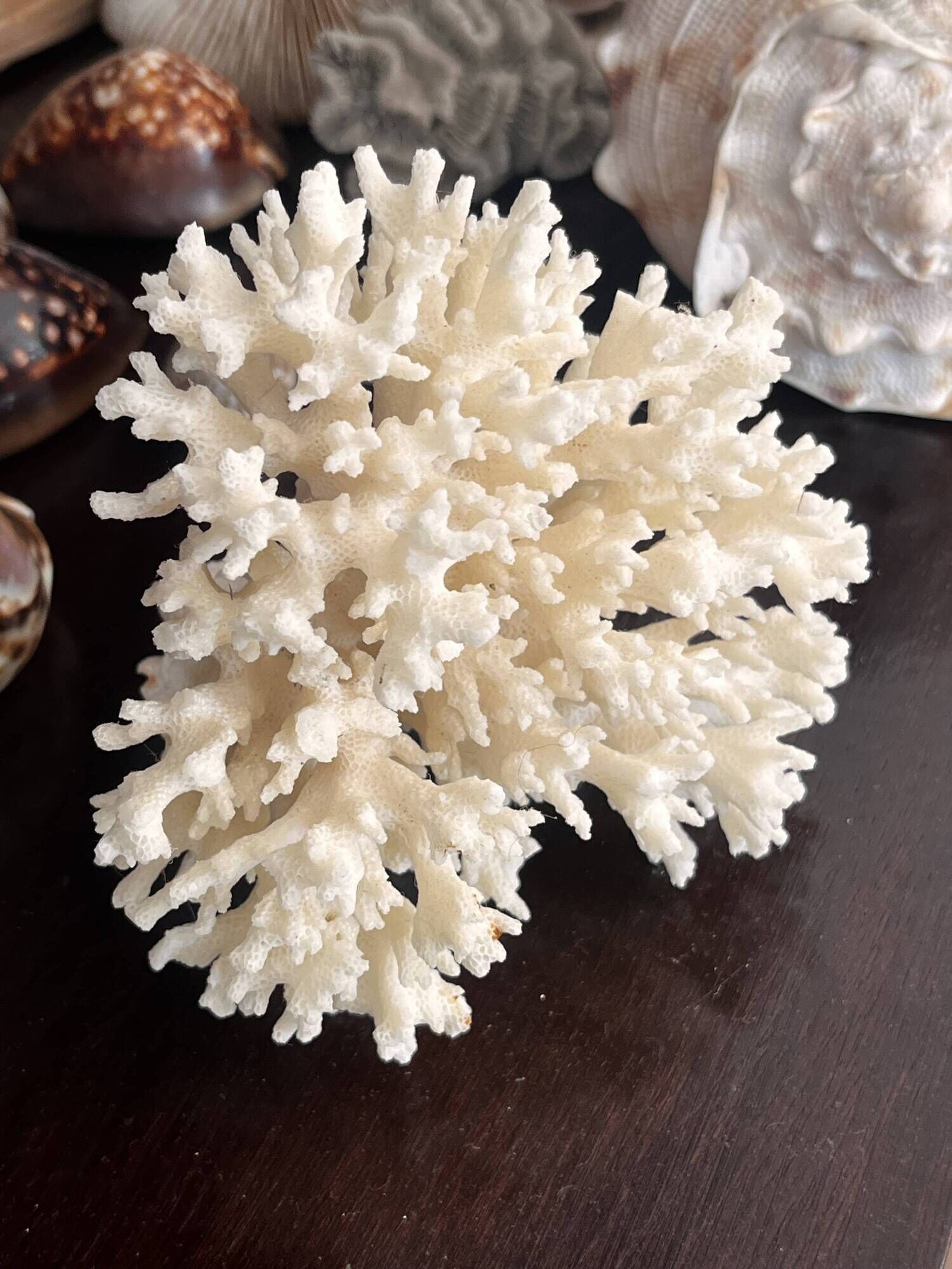 Ancient coral