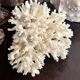 Ancient coral