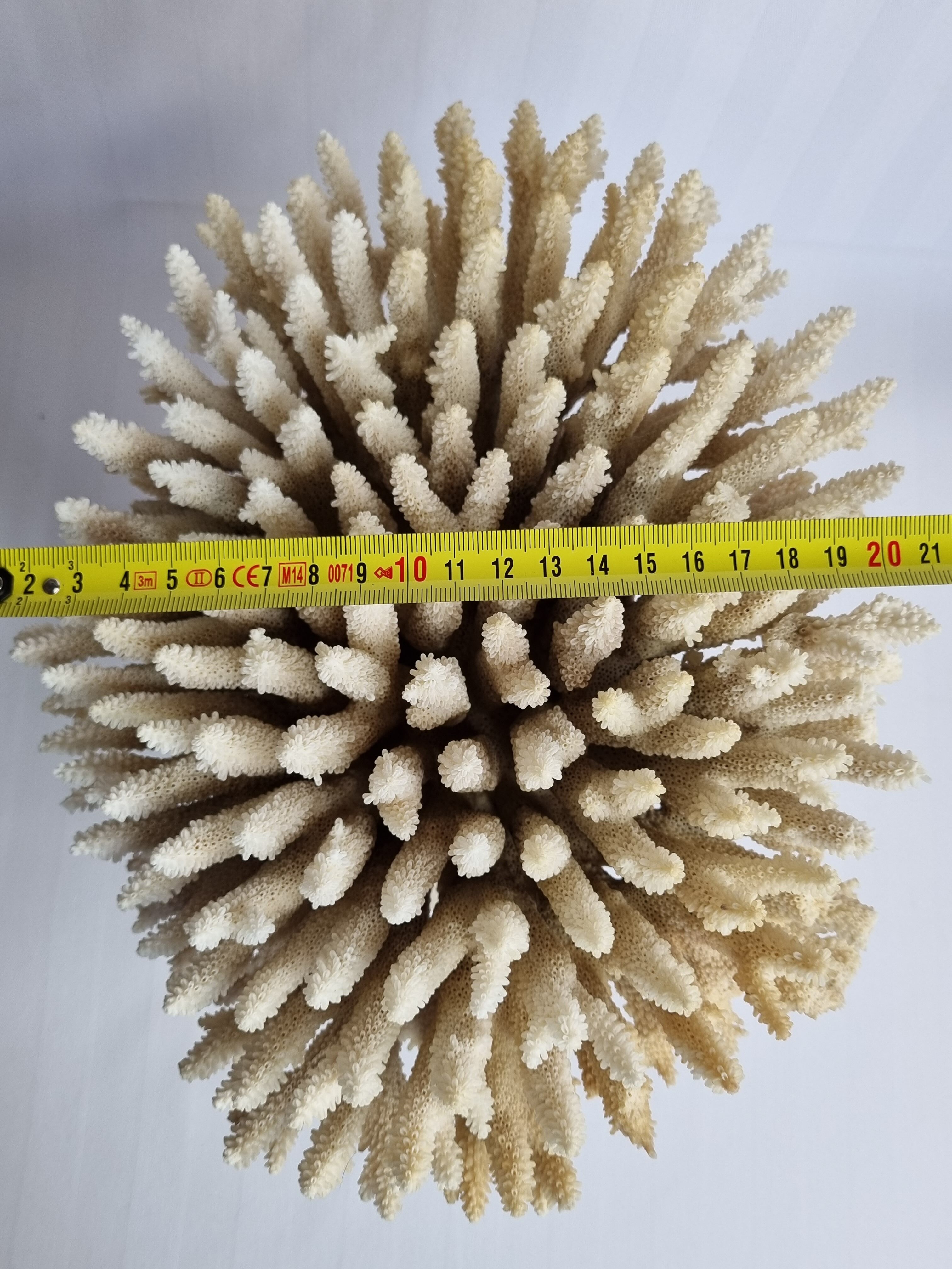 Old white coral Acropore on marble base, 25 cm