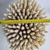 Ancien corail blanc Acropore sur socle en marbre, 25 cm