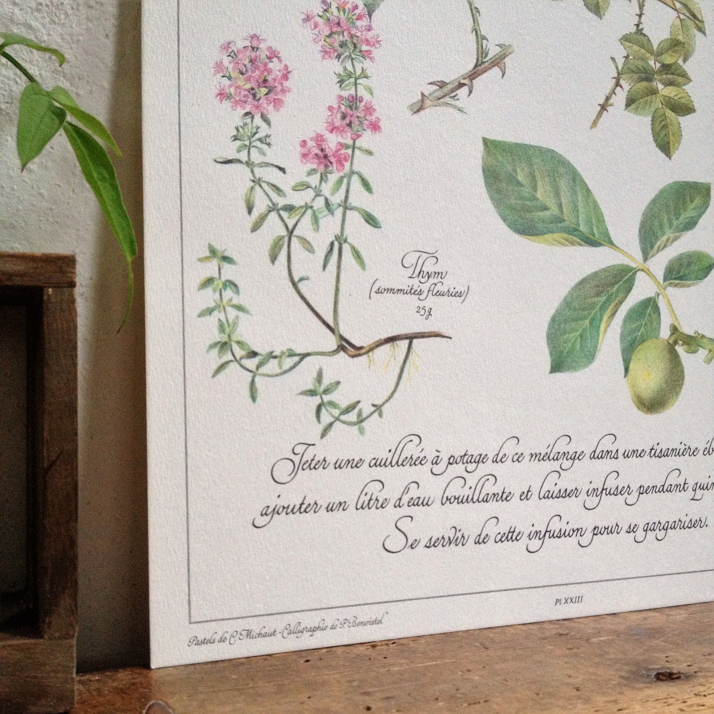 Botanical poster is a tisane