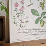 Affiche botanique tisane