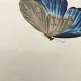 Bird framed lithography