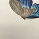 Bird framed lithography