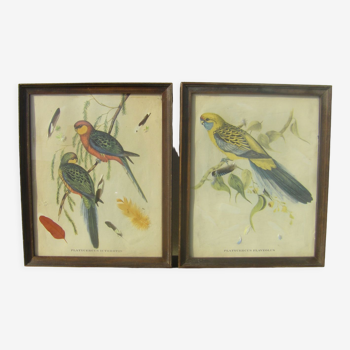 Pair of engravings "with birds"