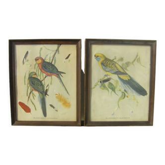 Pair of engravings "with birds"