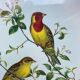 Zoological engraving of birds Euspiza luteola