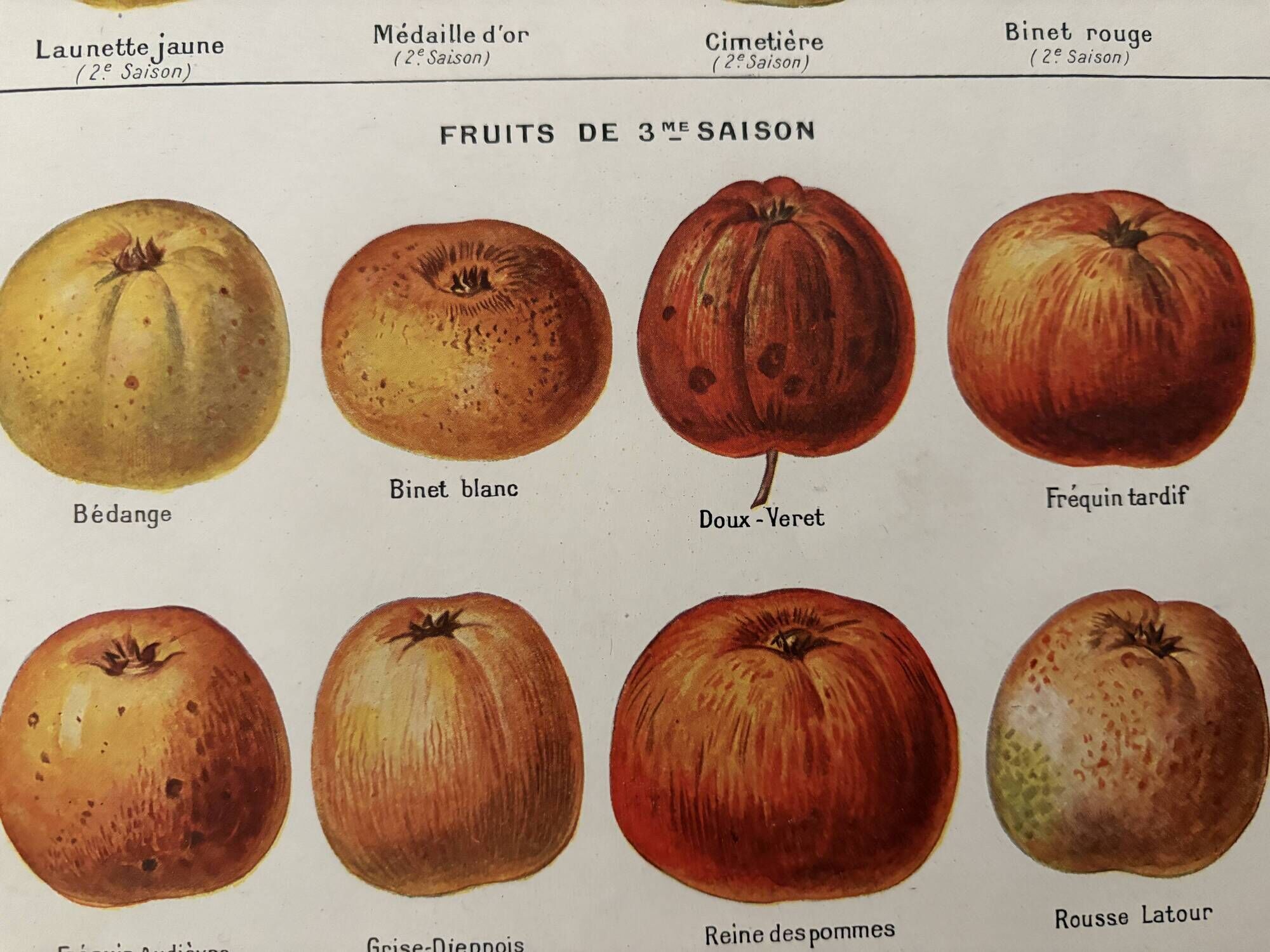 Old illustrated board on cider apples (1920)