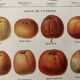 Old illustrated board on cider apples (1920)