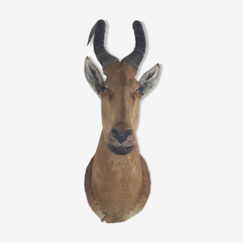 Antelope hunting trophy