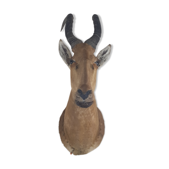 Trophée chasse antilope