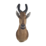 Trophée chasse antilope