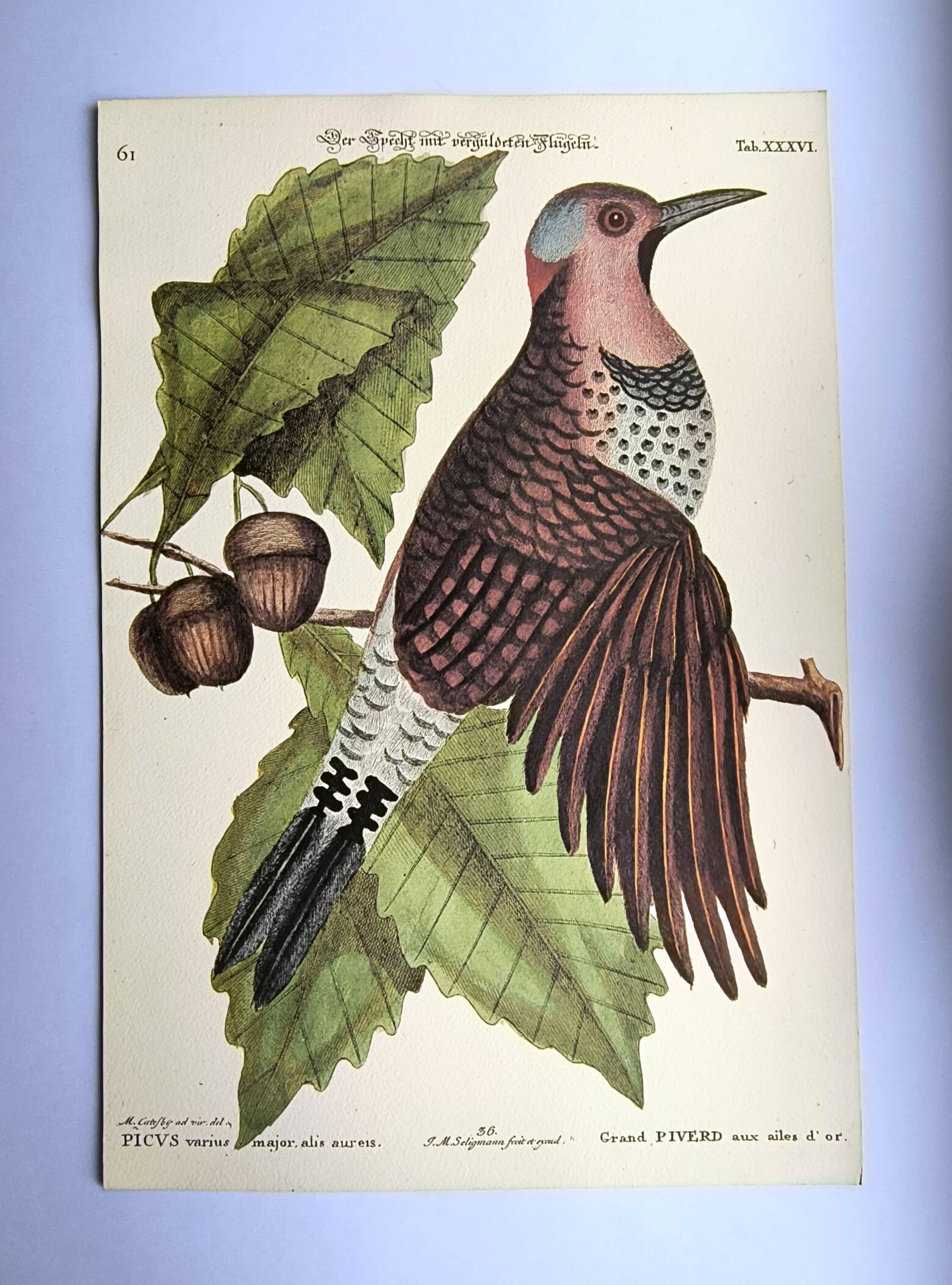 Antique bird engraving - Great Woodpecker - Zoological plate by Seligmann