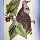 Antique bird engraving - Great Woodpecker - Zoological plate by Seligmann