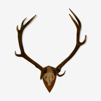 Deer trophy