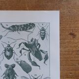 Original lithograph on insects