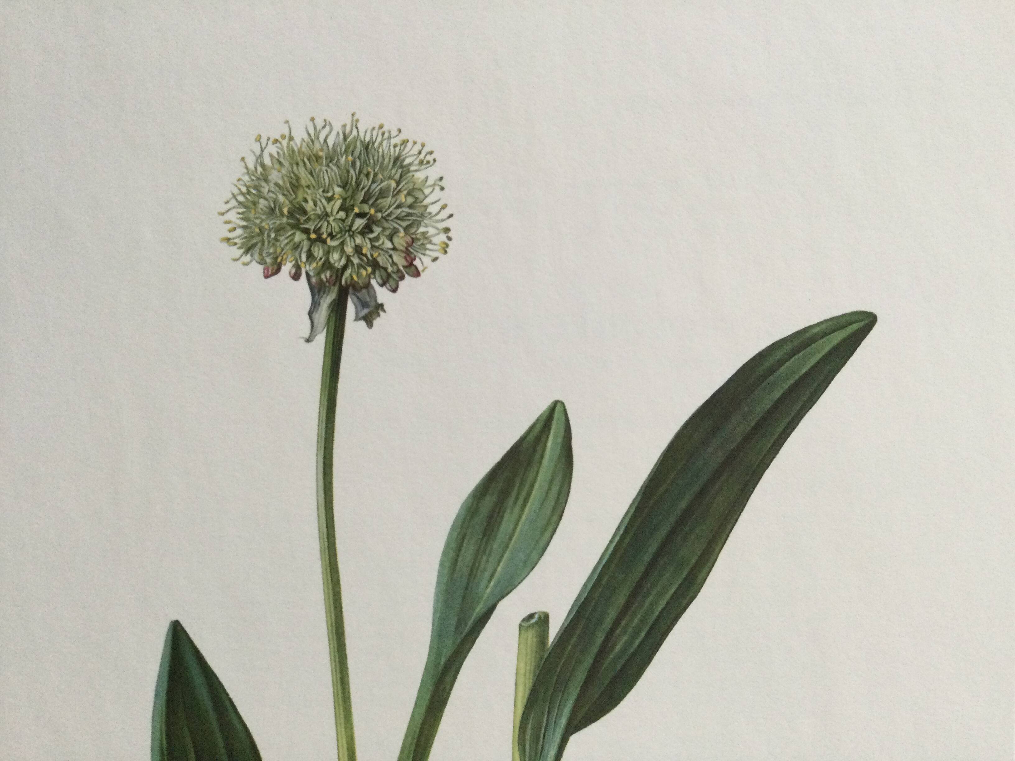 Victorian Garlic Flower Botanical Poster