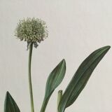 Victorian Garlic Flower Botanical Poster