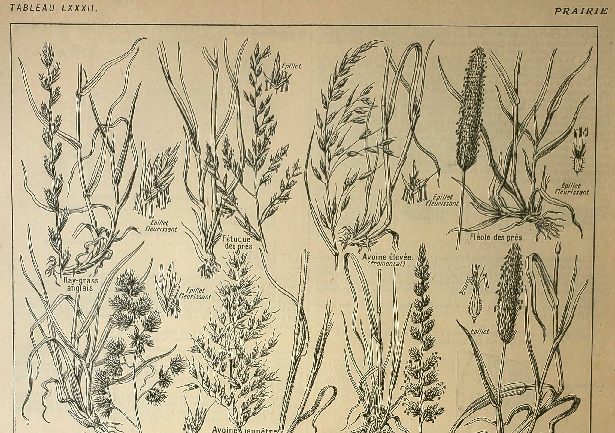 Planche botanique 1921 M. Dessertenne - Flore de Prairie - Gravure vintage