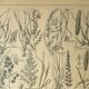 Planche botanique 1921 M. Dessertenne - Flore de Prairie - Gravure vintage