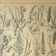 Planche botanique 1921 M. Dessertenne - Flore de Prairie - Gravure vintage