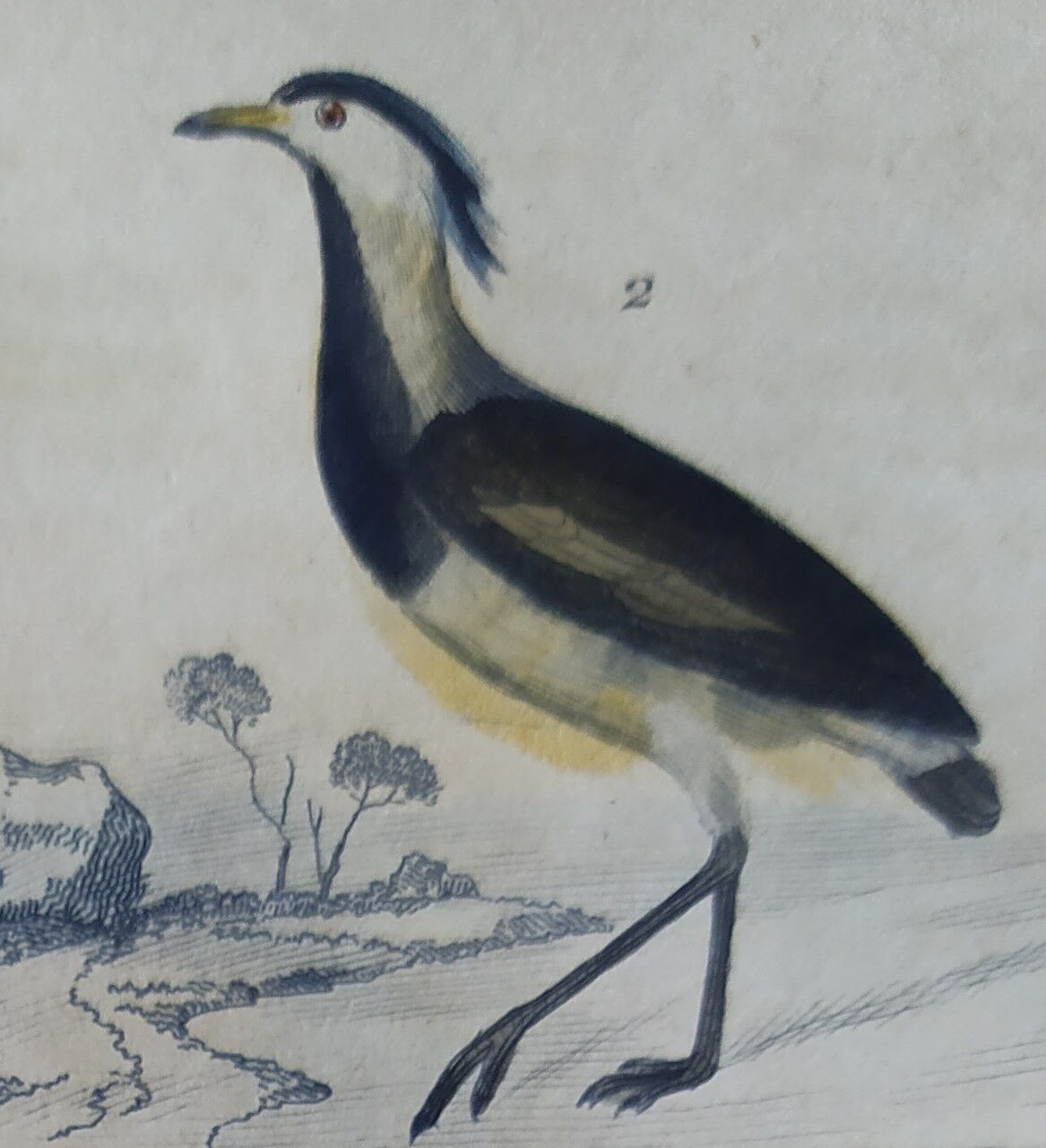 Original ornithological plate " Golden plover & with collar - Echasse - &c... " Buffon (1837)