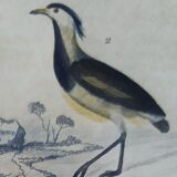 Original ornithological plate " Golden plover & with collar - Echasse - &c... " Buffon (1837)