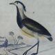 Planche ornithologique originale " Pluvier doré & à collier - Echasse - &c... " Buffon 1837