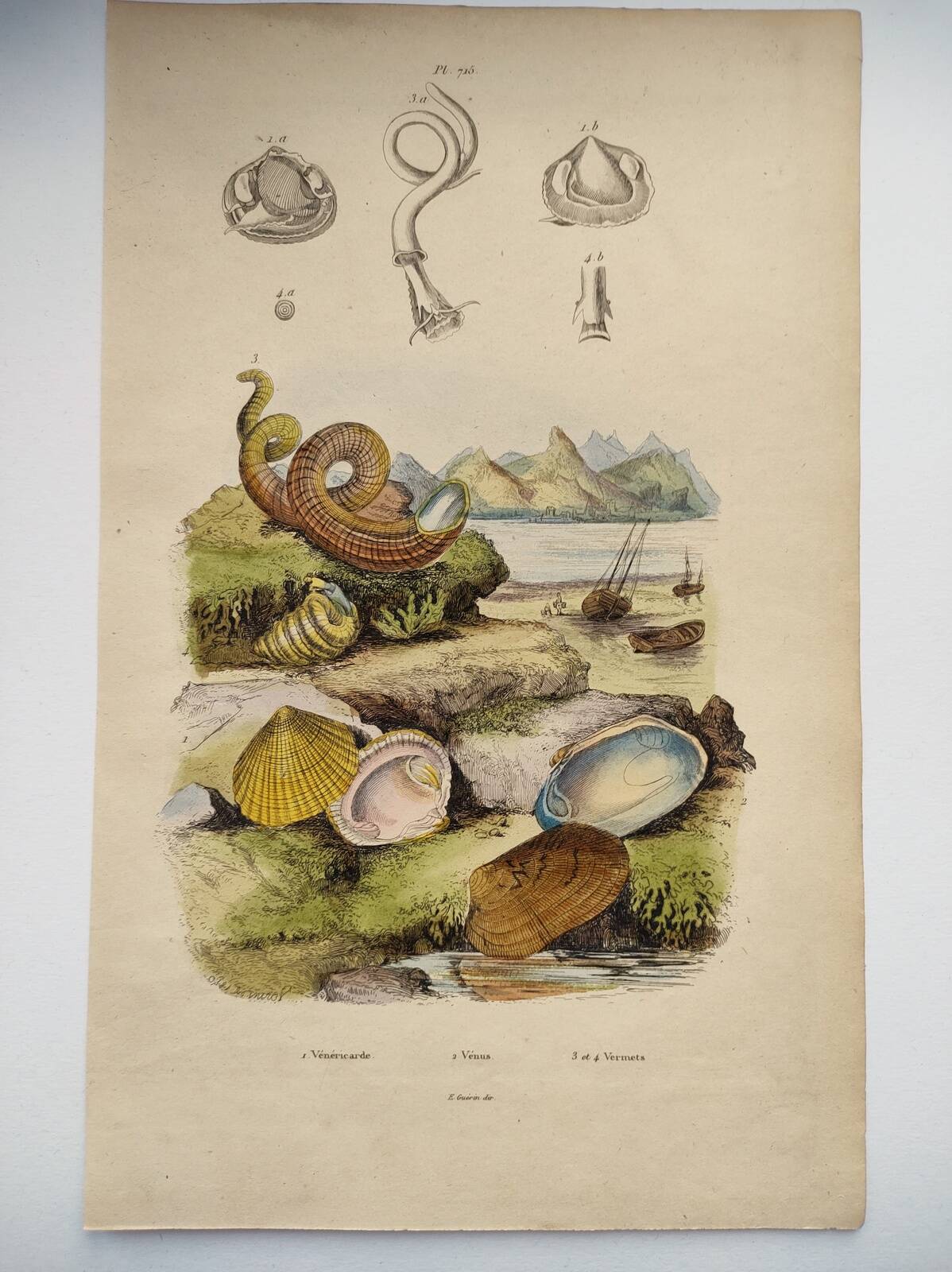 Old engraving from 1838 - Venericard shell - Original zoological and maritime plate