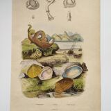 Old engraving from 1838 - Venericard shell - Original zoological and maritime plate