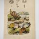 Old engraving from 1838 - Venericard shell - Original zoological and maritime plate