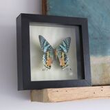 Frame 1 vintage naturalized butterfly
