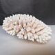 Corail authentique