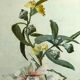 Pair of large watercolors. Bouquets of flowers Late nineteenth, early twentieth Stunt wooden frames and d