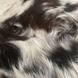 Authentic cowhide traditional tannery
