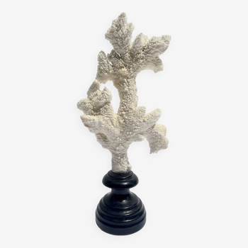 Corail blanc naturel sur socle en bois tourné napoléon iii xixe cabinet de curiosités