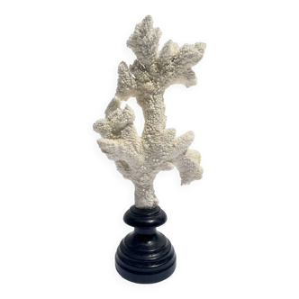 Natural white coral on wooden base turned Napoleon III 19th century cabinet of curiosities