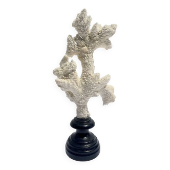 Corail blanc naturel sur socle en bois tourné napoléon iii xixe cabinet de curiosités
