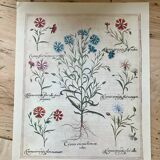 Old herbarium botanical plates