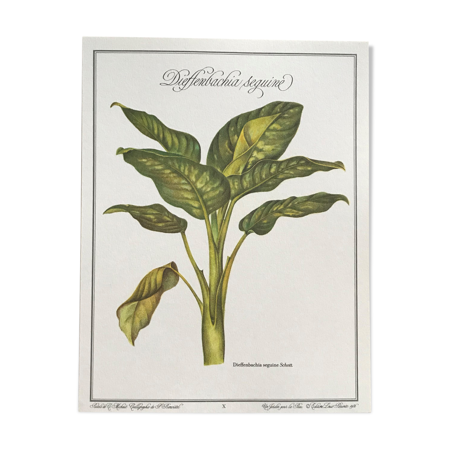 Planche botanique dieffenbachia seguine