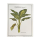 Planche botanique dieffenbachia seguine