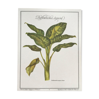 Planche botanique dieffenbachia seguine