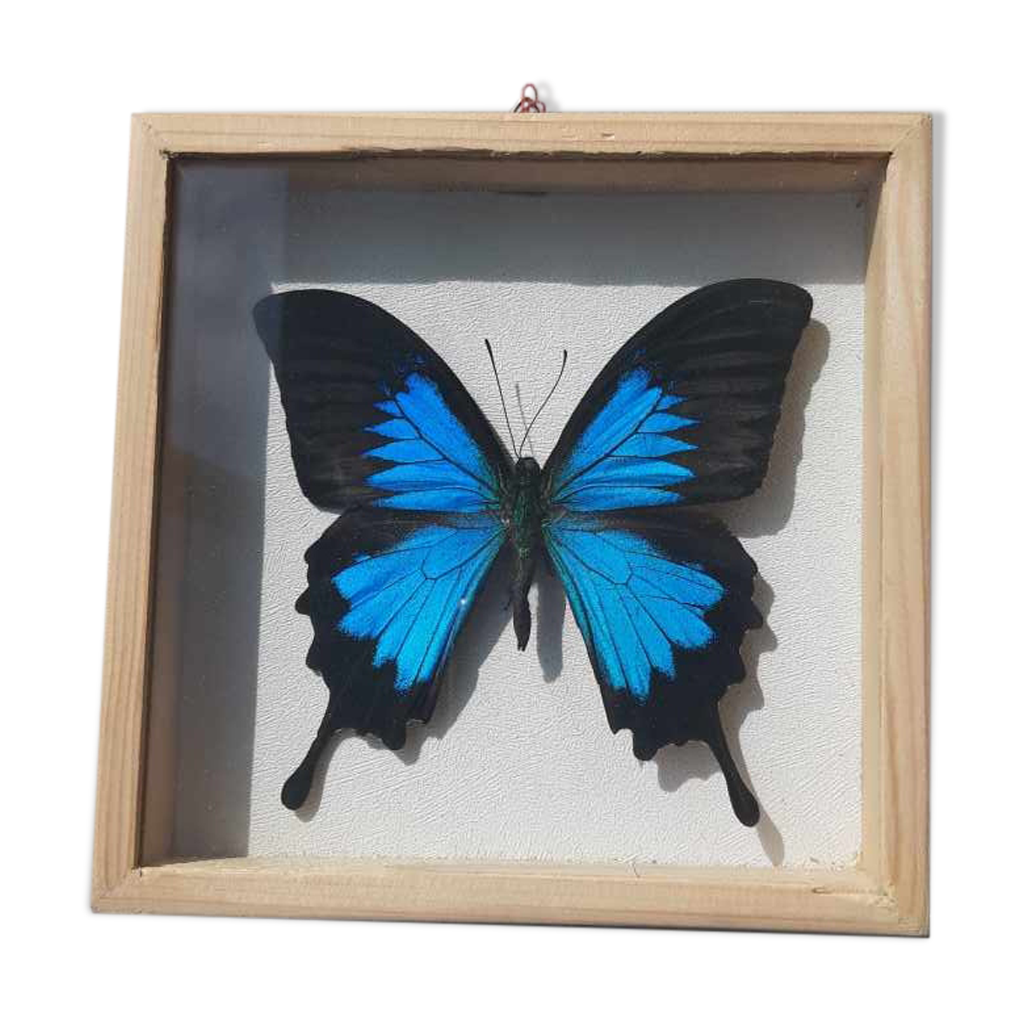 Cadre papillon bleu argenté cabinet de curiosité encadrement taxidermie