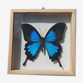 Cadre papillon bleu argenté cabinet de curiosité encadrement taxidermie