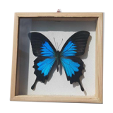 Frame butterfly silver blue cabinet of curiosity framing taxidermy