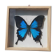 Cadre papillon bleu argenté cabinet de curiosité encadrement taxidermie