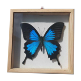 Cadre papillon bleu argenté cabinet de curiosité encadrement taxidermie