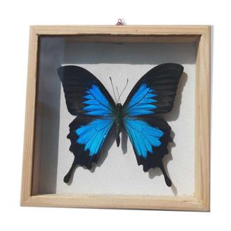 Frame butterfly silver blue cabinet of curiosity framing taxidermy