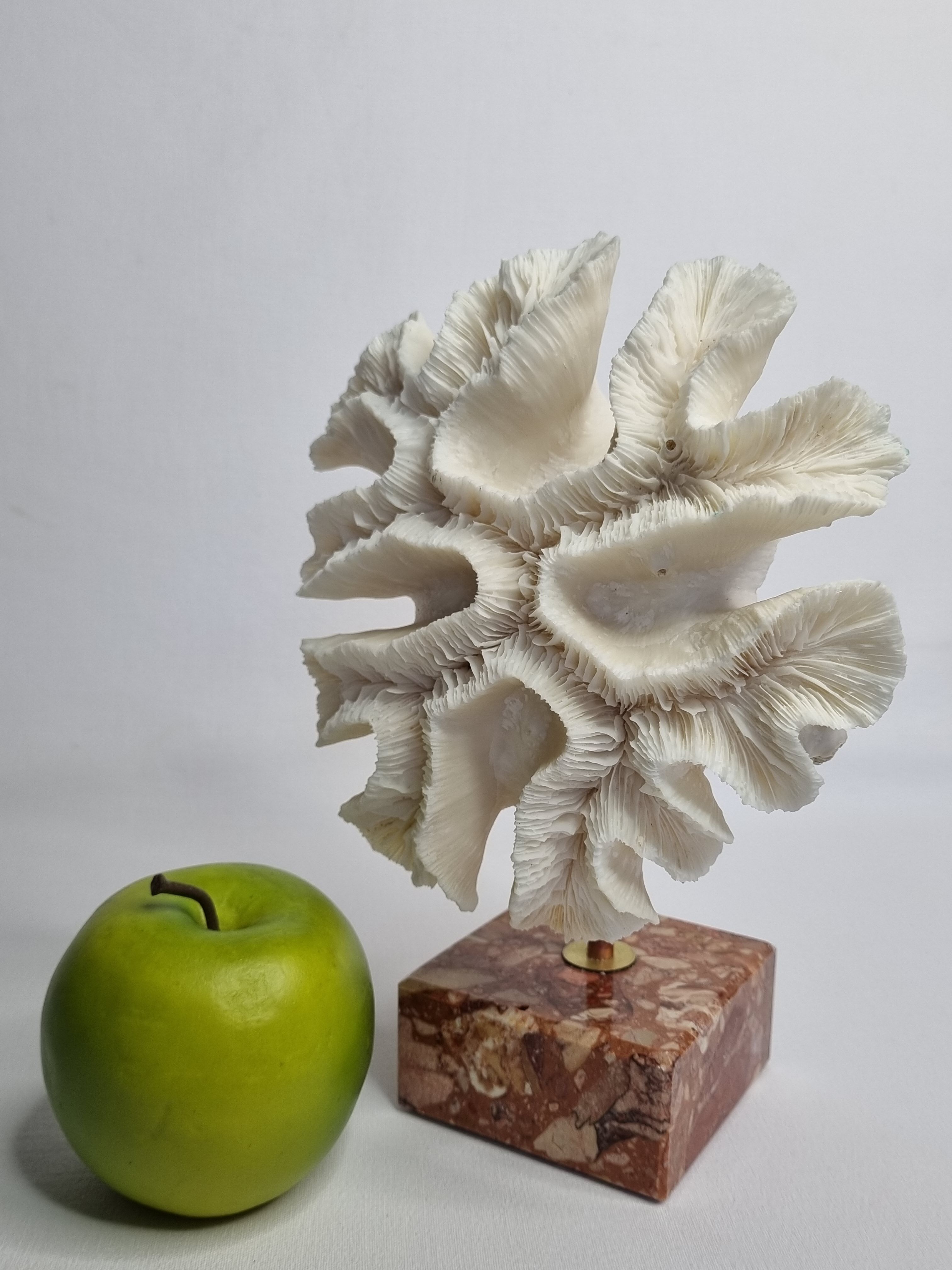 Old white coral "méandrine" on marble base, 25 cm